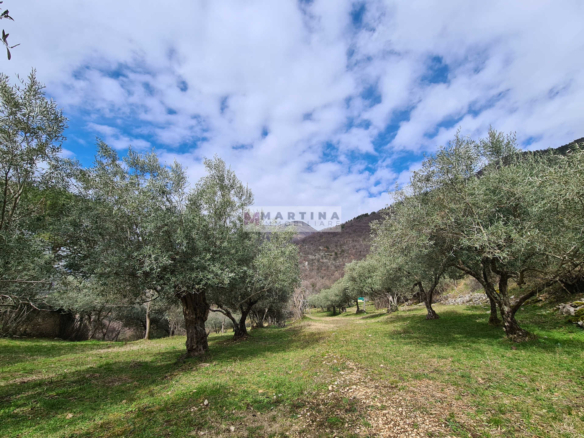 Rustic house with olive grove