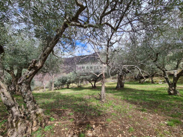 Rustic house with olive grove