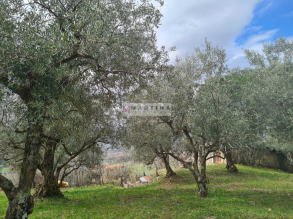Rustic house with olive grove