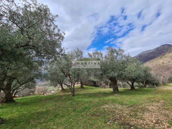 Rustic house with olive grove