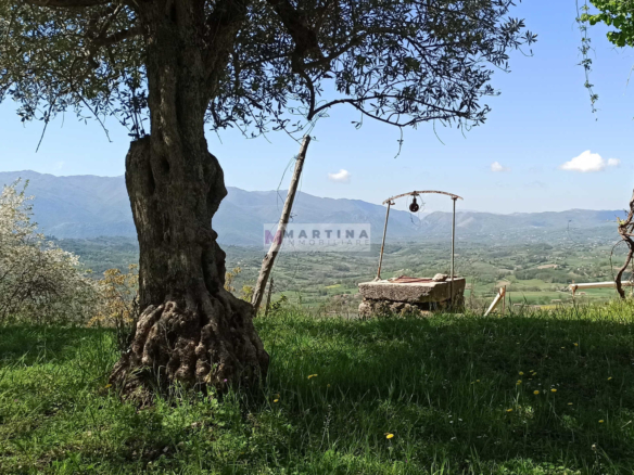 Rustic house with olive grove