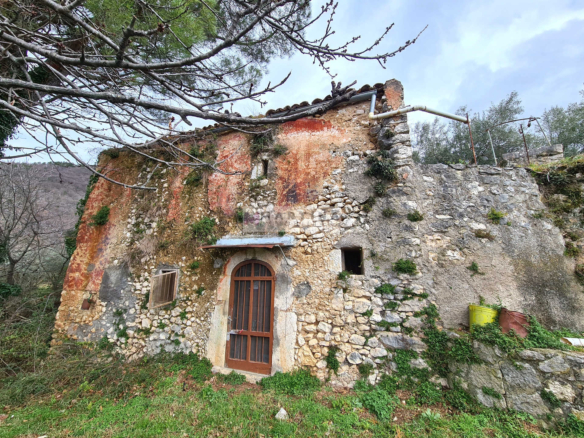 Rustic house with olive grove