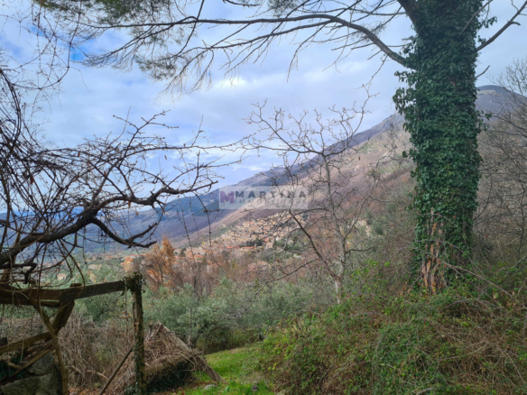 Rustic house with olive grove