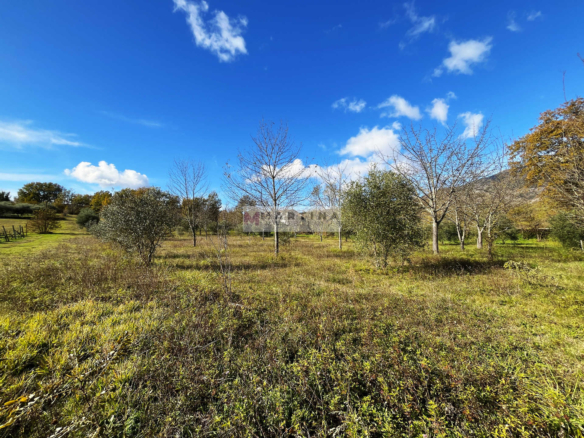 Olive grove in an excellent position