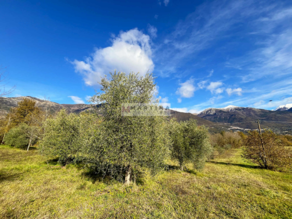 Olive grove in an excellent position