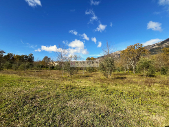Olive grove in an excellent position