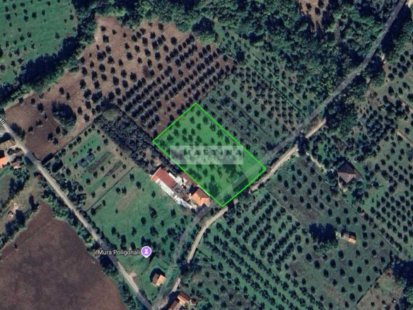 Uliveto pianeggiante