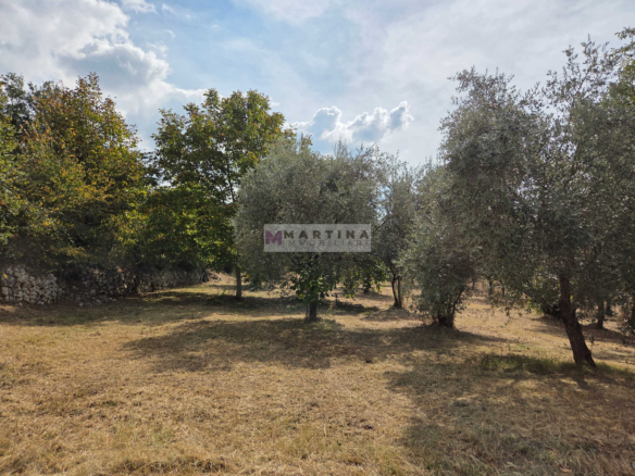 Portion of a farmhouse with olive grove
