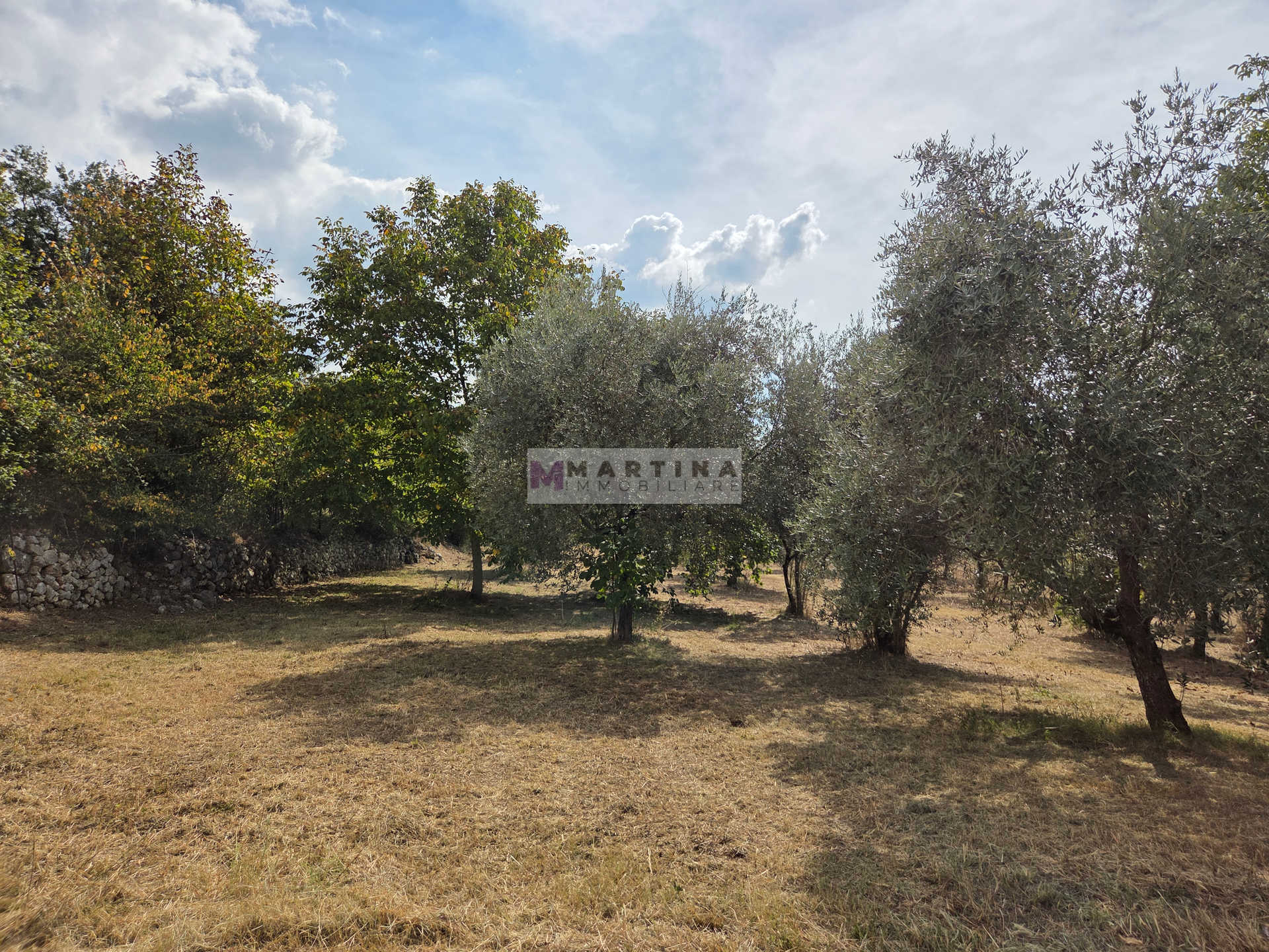 Portion of a farmhouse with olive grove