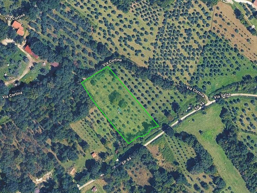 Olive grove