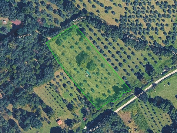 Olive grove